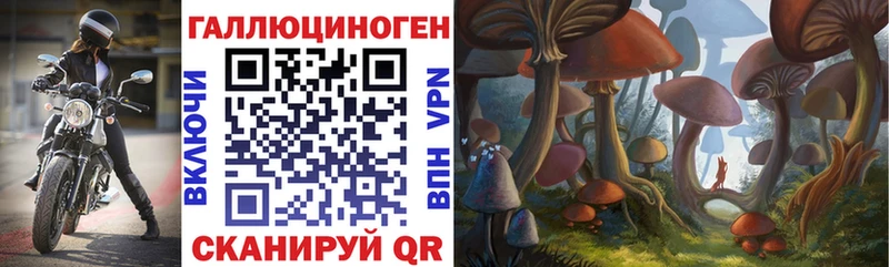 закладка  Урус-Мартан  Псилоцибиновые грибы Psilocybe 